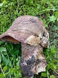 Allopsalliota geesterani image