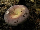 Russula cyanoxantha image