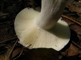 Russula cyanoxantha image