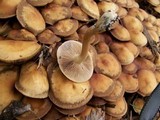 Agrocybe sororia image