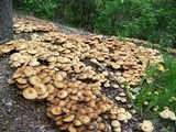 Agrocybe sororia image