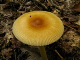 Amanita amerifulva image