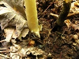 Amanita amerifulva image