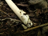 Amanita amerifulva image
