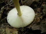 Amanita amerifulva image