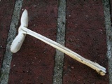 Amanita amerifulva image