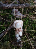 Rhodocollybia maculata image