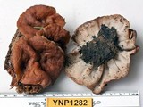 Discina ancilis image