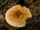 Amanita flavorubens image