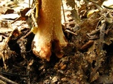 Amanita flavorubens image