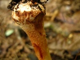 Amanita flavorubens image