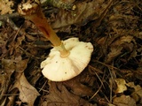 Amanita flavorubens image