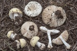 Amanita pubescens image