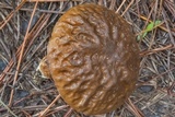 Leccinellum griseum image