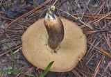 Leccinellum griseum image