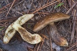 Leccinellum griseum image