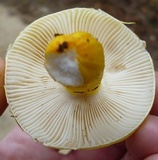 Russula flavida image