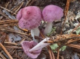 Gymnopus iocephalus image