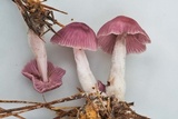 Gymnopus iocephalus image