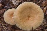 Lactarius volemus image