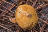 Suillus cothurnatus image