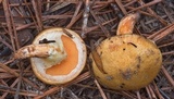 Suillus cothurnatus image