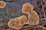 Trichaptum fuscoviolaceum image