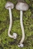 Agaricus pocillator image