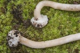 Agaricus pocillator image