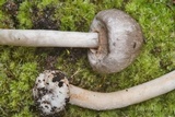 Agaricus pocillator image