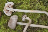 Agaricus pocillator image
