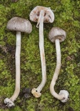 Agaricus pocillator image