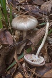 Agaricus pocillator image