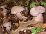 Tylopilus violatinctus image