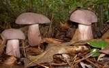 Tylopilus violatinctus image