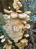 Irpex lacteus image