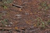 Cantharellus tabernensis image