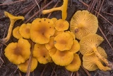 Cantharellus tabernensis image