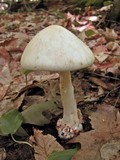 Amanita brunnescens image