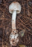 Amanita daucipes image