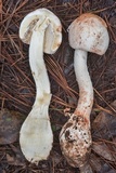 Amanita daucipes image