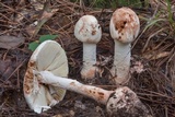 Amanita daucipes image
