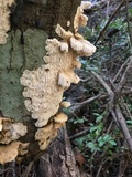Irpex lacteus image