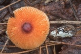 Leucoagaricus rubrotinctus image