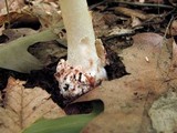 Amanita brunnescens image