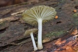 Chrysomphalina strombodes image