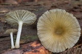 Chrysomphalina strombodes image