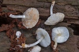 Leucocoprinus brebissonii image
