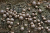 Lycogala epidendrum image