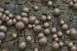 Lycogala epidendrum image